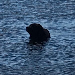 Meet your Posher, Sophia